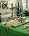 experiment op een rat