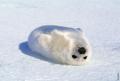 www.stopthesealhunt.com