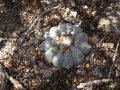 peyote