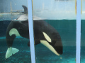 Orka Morgan in de noodtank bij het dolfinarium. Foto: http://flickr.com/merintia