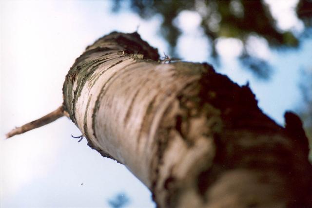 het bos blijft