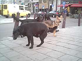 (zwarte) honden weer vrij!