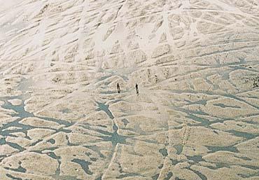 Kokkelvisserij beschadigd de Waddenzee ernstig