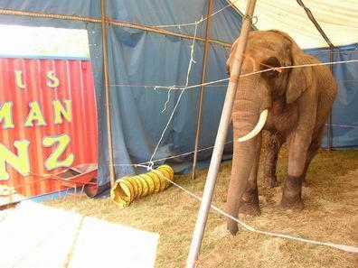 Foto: EDEV - Een DIER Een VRIEND, gemaakt bij circus Renz