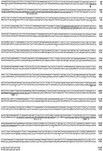 cDNA of Marijuana's THC synthase