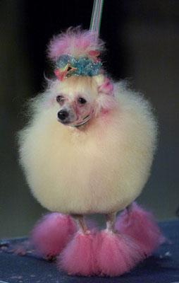 flowerpowerpoodle