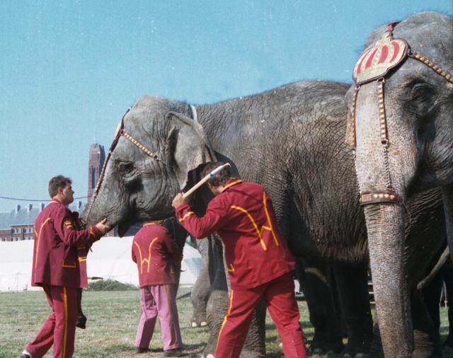 Help de dieren in het circus!