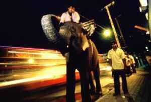 Olifant in de meest drukke gebieden van de Thaise hoofdstad Bangkok.