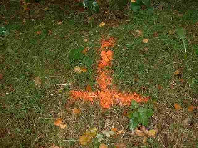 Markering in het bos