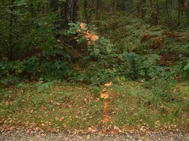 Markering in het bos