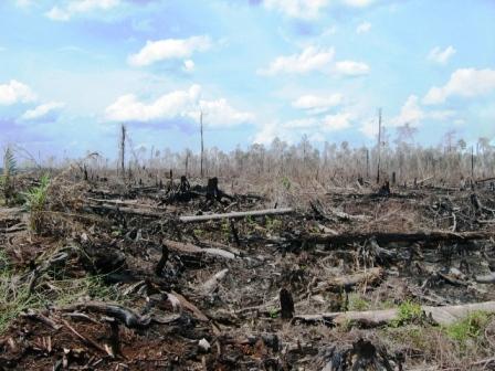 Platgebrand voor oliepalmplantage (Riau, Sumatra, 2005)