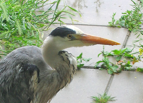 Natte reiger (bron:feelgoodphotographyfree2use)