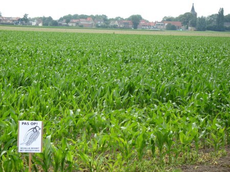 waarschuwingsbord in maisveld vlak bij de proef