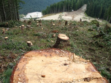 de bomen moeten wijken