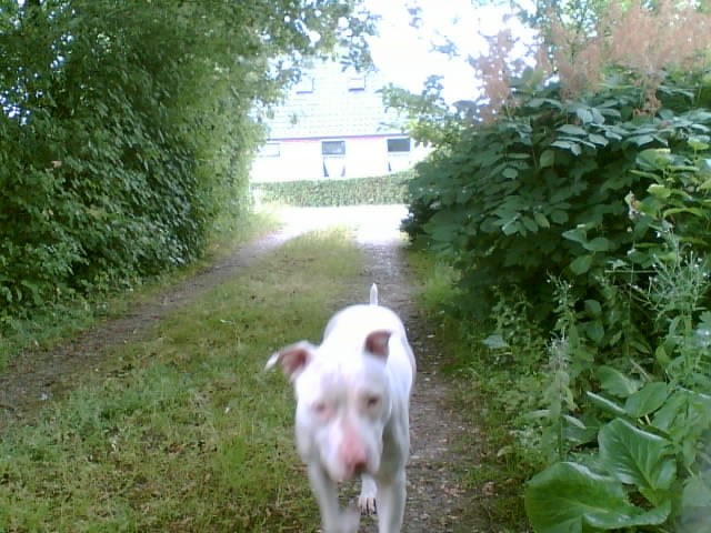 Cookie, het hondje waar het om gaat.