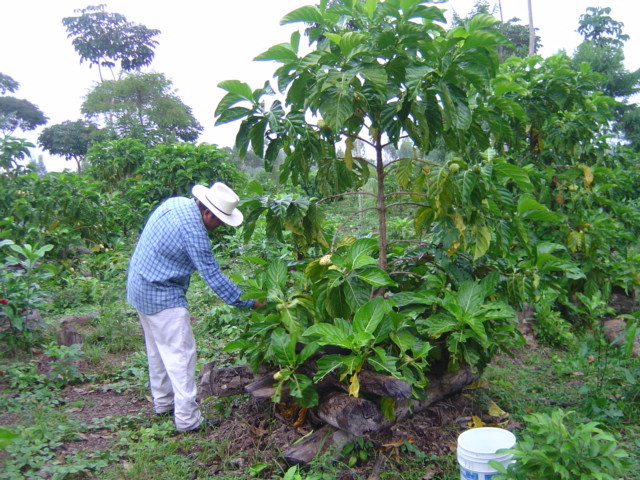 Bevriende fruitboer die 10% maffiageld moet betalen aan haven Veracruz