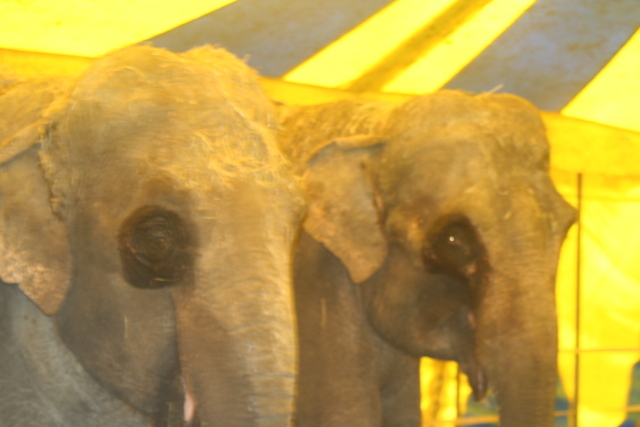 Dieren lijden in het circus