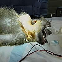 Monkey Xenotransplantation