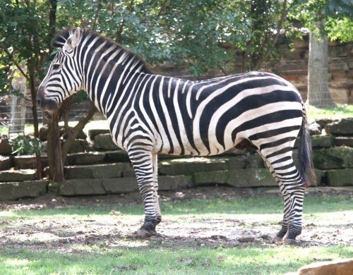 zebra