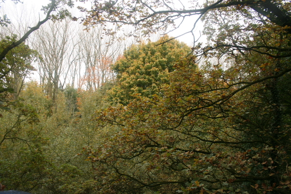 Uitzicht vanuit een boomhut