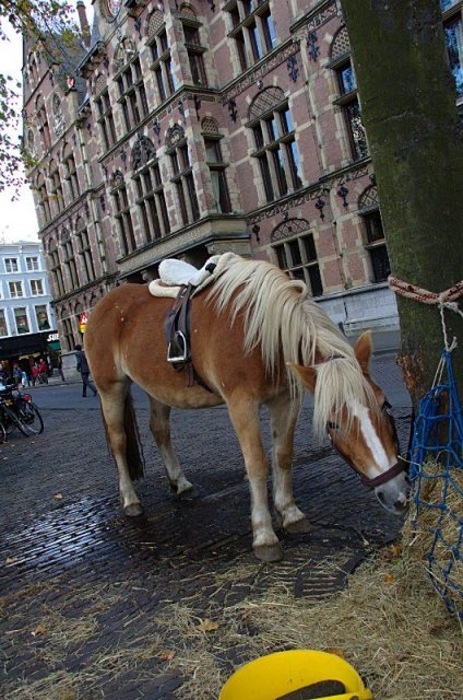 Krakende Paarden voor justitie