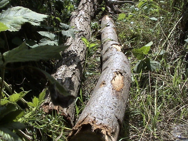 Gekapte bomen