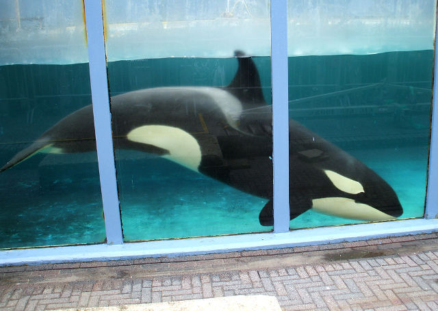 Orka Morgan zit al 8 maanden in een noodtank in het Dolfinarium in Harderwijk