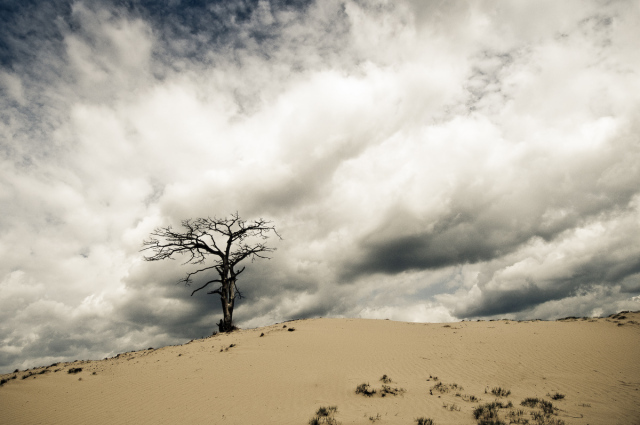 I see dead trees...it's Killing the Earth