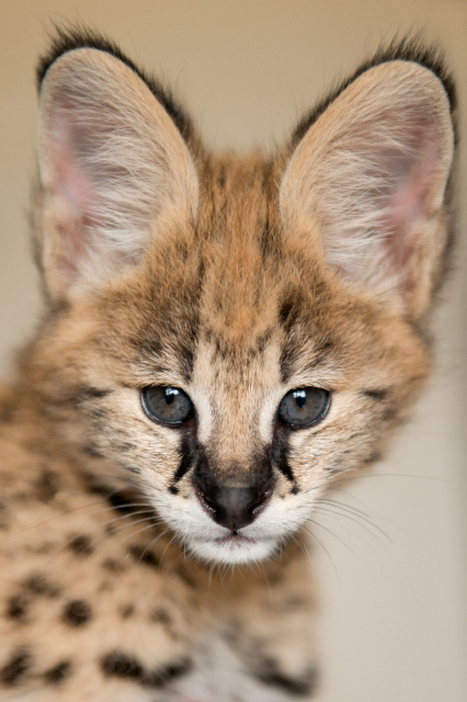 Serval Leone bij AAP. Foto: AAP/Petra Sonius