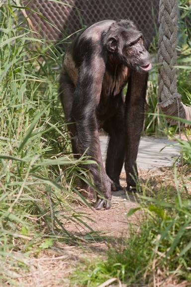 Mojo naar buiten bij AAP. Foto: Petra Sonius AAP